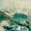 Buceo - profundidades de Elba